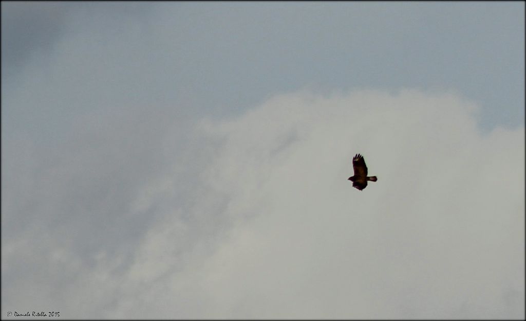 Rapace: forse poiana?